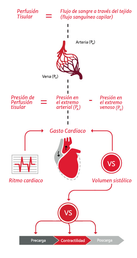 Perfusi&oacute;n de los tejidos y gasto card&iacute;aco